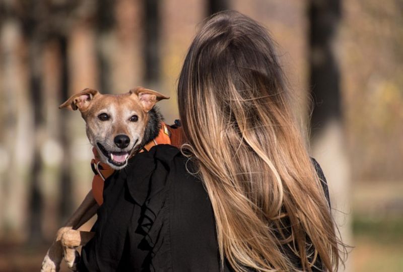 Rules eased for stranded pet owners
